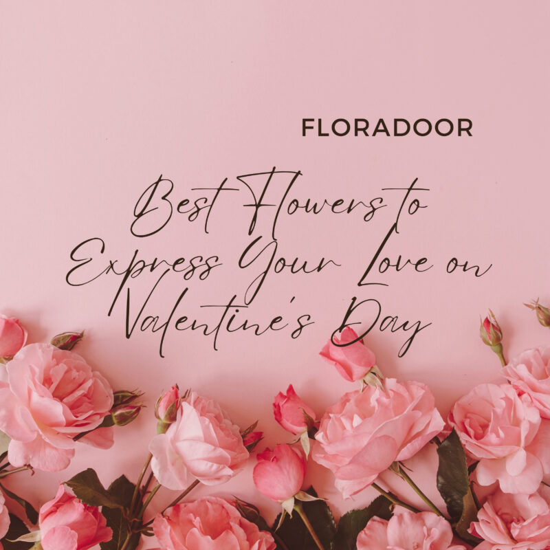 Best Flowers to Express Your Love on Valentine’s Day