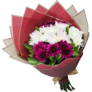 A flower bouquet of white and purple chrysanthemums with green leaves, wrapped with red and beige wrapping paper